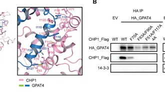 Учёные обнаружили ключевой белок, управляющий накоплением жира в клетках