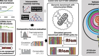 ИИ-инструмент ECSFinder раскрывает тайны «тёмного генома»