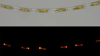 Микроскопический симбиоз диатомовых водорослей и бактерий раскрывает секреты эволюции
