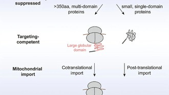 Ученые открыли новые принципы импорта белков в митохондрии