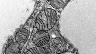 Учёные обнаружили микробелок, регулирующий метаболизм в жировых клетках мышей