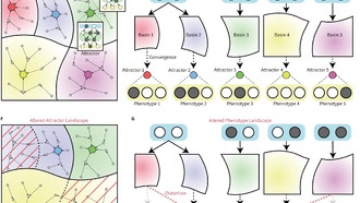 Ученые разработали универсальный метод восстановления поврежденных генетических сетей