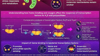 Обнаружен новый механизм устойчивости бактерий к антибиотикам