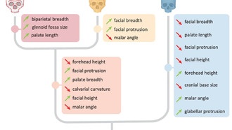 Новые генетические инструменты помогают идентифицировать денисовцев среди ископаемых останков