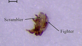 Крошечные клещи поедают своих соперников: конкуренция за самок усиливает агрессию