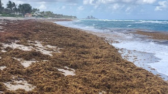 Гигантские водоросли саргассум захватывают Атлантический океан
