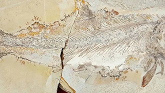 Обнаружен новый вид хищных рыб юрского периода с уникальным хвостом