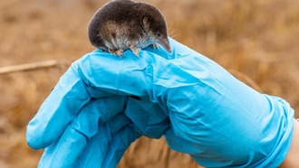 Учёные выяснили, как землеройки уменьшают и восстанавливают свой мозг