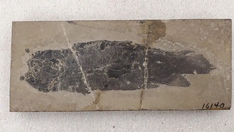 Исследование: как челюсти двигали эволюцию рыб