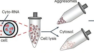 Учёные раскрыли механизм выживания бактерий после антибиотиков