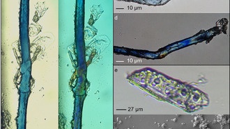 Найдены древнейшие следы синей краски возрастом 34 000 лет