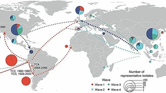 Потеря генов помогла бактерии стать доминирующим патогеном