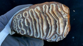 В останках мамонтов возрастом более миллиона лет обнаружена древнейшая бактериальная ДНК