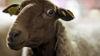 8000 лет человеческой деятельности заставили диких животных уменьшиться, а домашних — вырасти