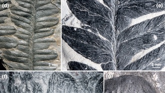 Обнаружена древнейшая в истории Земли инсектная эпидемия: минеры пермского периода