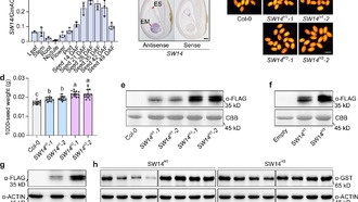 Учёные обнаружили ген, повышающий урожайность и качество сои
