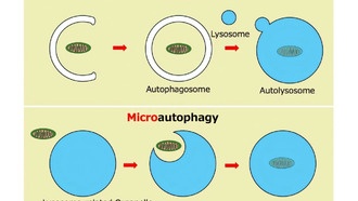 Учёные открыли новый способ «уборки» в иммунных клетках