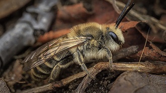 Целлофановые пчёлы оказались более устойчивыми к холоду, чем медоносные