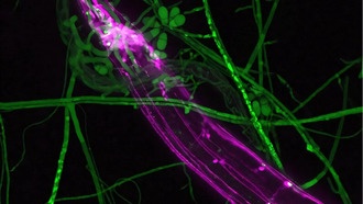 Учёные раскрыли генетический компромисс в войне микроскопических червей и хищных грибов