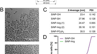 Терапевтическая вакцина против опухолей, вызванных ВПЧ: наночастицы показывают эффективность