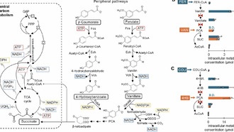 Почвенная бактерия перестраивает метаболизм для переработки растительных отходов в энергию