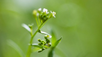Учёные раскрыли генетический механизм, который помогает растениям цвести в оптимальное время