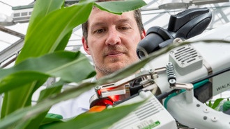 Изменение климата может снизить содержание витамина B9 в растениях