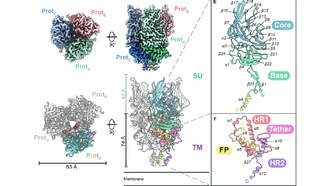 Скрытые вирусы в ДНК человека могут стать прорывом в медицине