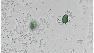 Бактерии-сенсоры научили светиться зелёным при обнаружении микропластика в воде