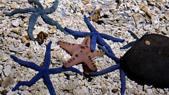 Морские звёзды нарушают законы распределения видов в глубинах океана