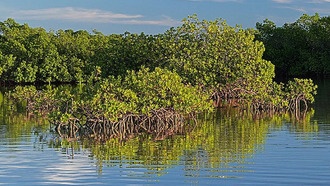 Потепление океана угрожает восстановлению мангровых лесов
