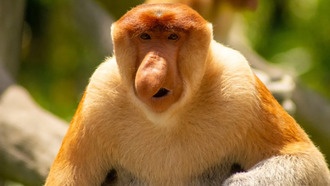 Большой нос носача усиливает уникальность его голоса