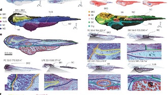 Учёные создали первый 4D-атлас липидов для изучения развития позвоночных