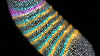 Механические силы могут управлять эволюцией, показало исследование на плодовых мушках