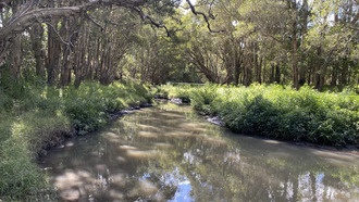 Новый инструмент для анализа подводных звуков рек поможет изучать биоразнообразие