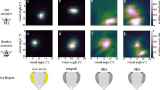Пчёлы находят дорогу домой даже в облачную погоду благодаря особому строению глаз