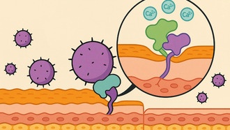 Учёные обнаружили самый прочный биологический захват в природе у бактерий стафилококка