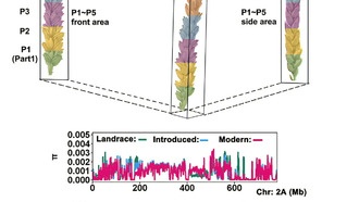 Учёные раскрыли генетические основы формы пшеничного колоса для повышения урожайности