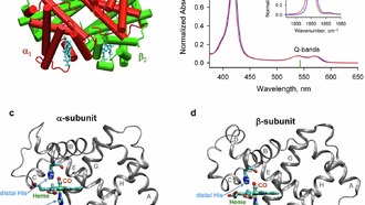 Учёные обнаружили скрытый этап отделения угарного газа от гемоглобина