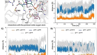 Новый биокаталитический метод создаёт библиотеки молекул для разработки лекарств