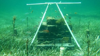 Морские травы могут поглощать больше углерода при удобрении, но избыток азота губителен