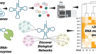 Разработан автоматизированный инструмент для масштабного анализа модификаций РНК