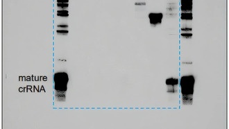 Cas9 оказался не только «ножницами» ДНК, но и регулятором иммунной памяти бактерий
