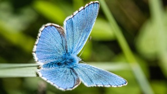 Проект Earth BioGenome: к 2035 году планируется секвенировать геномы всех эукариот Земли