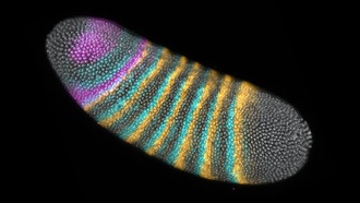 Маленькая складка в эмбрионе мухи изменила ход эволюции