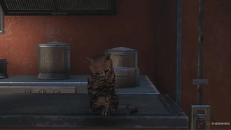 Где найти всех кошек в Destiny: Rising: как погладить и покормить