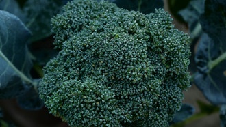 Семена брокколи могут распространять устойчивость к фунгицидам