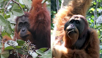 Орангутаны уделяют больше внимания самцам с выраженными чертами лица