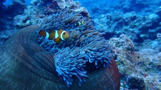 Рыбы-клоуны могут адаптироваться к потеплению океана, показало исследование