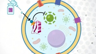 Учёные исследуют мощную молекулярную систему сигналов, выходящую за пределы ДНК